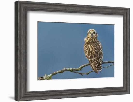 Short-Eared Owl-Ken Archer-Framed Photographic Print