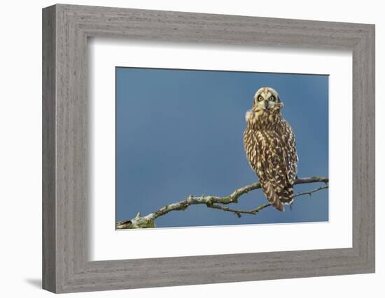 Short-Eared Owl-Ken Archer-Framed Photographic Print