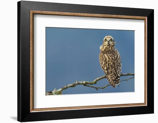 Short-Eared Owl-Ken Archer-Framed Photographic Print