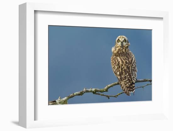 Short-Eared Owl-Ken Archer-Framed Photographic Print