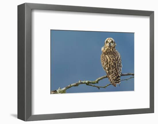 Short-Eared Owl-Ken Archer-Framed Photographic Print