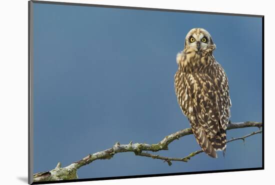 Short-Eared Owl-Ken Archer-Mounted Photographic Print