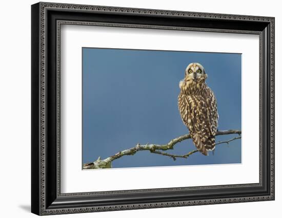 Short-Eared Owl-Ken Archer-Framed Photographic Print