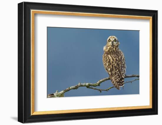 Short-Eared Owl-Ken Archer-Framed Photographic Print