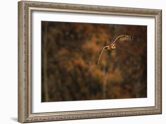 Short Eared Owl-Galloimages Online-Framed Photographic Print