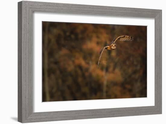 Short Eared Owl-Galloimages Online-Framed Photographic Print