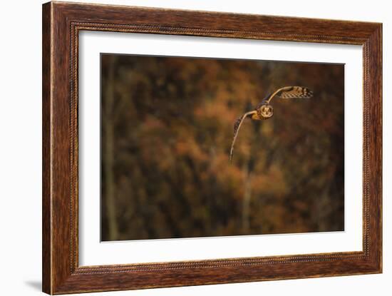 Short Eared Owl-Galloimages Online-Framed Photographic Print