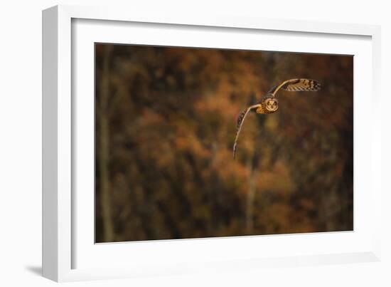 Short Eared Owl-Galloimages Online-Framed Photographic Print