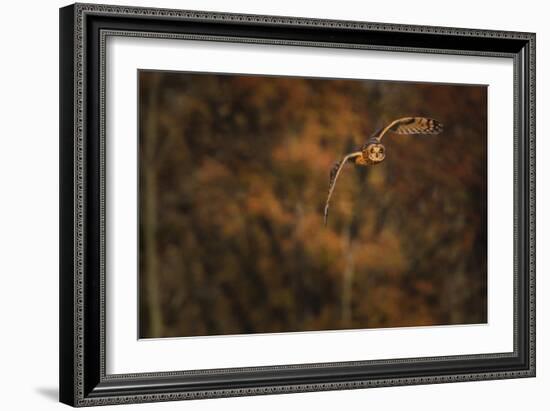 Short Eared Owl-Galloimages Online-Framed Photographic Print