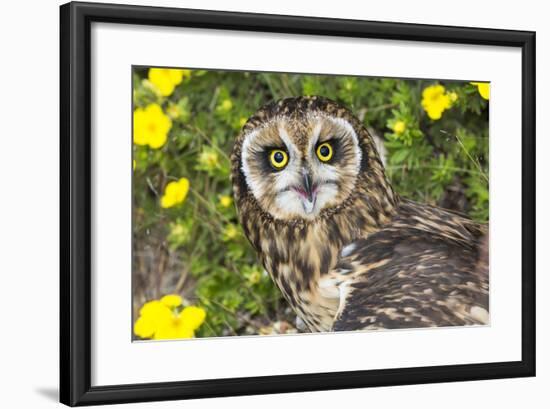 Short-Eared Owl-Lynn M^ Stone-Framed Photographic Print
