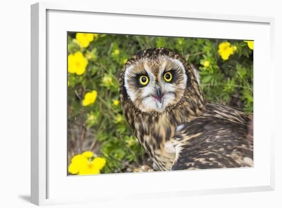 Short-Eared Owl-Lynn M^ Stone-Framed Photographic Print