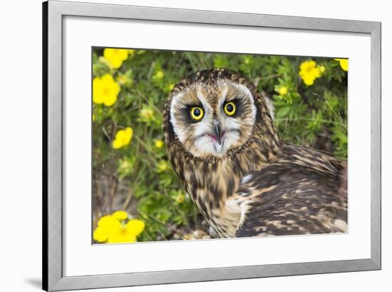 Short-Eared Owl-Lynn M^ Stone-Framed Photographic Print