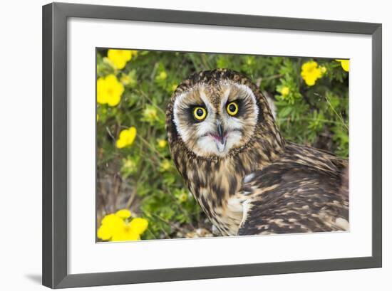 Short-Eared Owl-Lynn M^ Stone-Framed Photographic Print