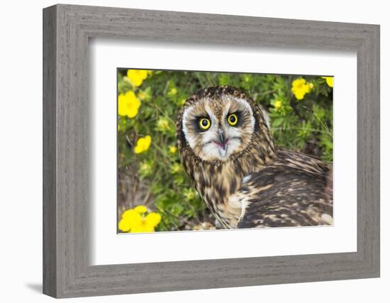 Short-Eared Owl-Lynn M^ Stone-Framed Photographic Print