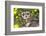 Short-Eared Owl-Lynn M^ Stone-Framed Photographic Print