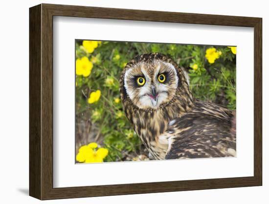 Short-Eared Owl-Lynn M^ Stone-Framed Photographic Print