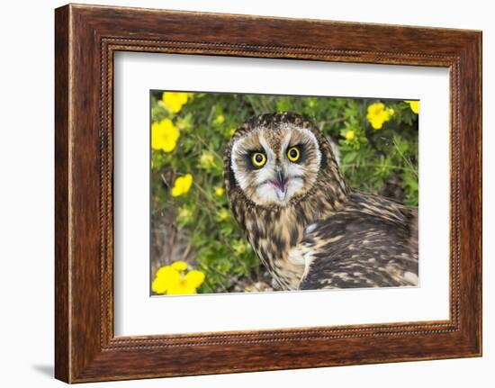 Short-Eared Owl-Lynn M^ Stone-Framed Photographic Print