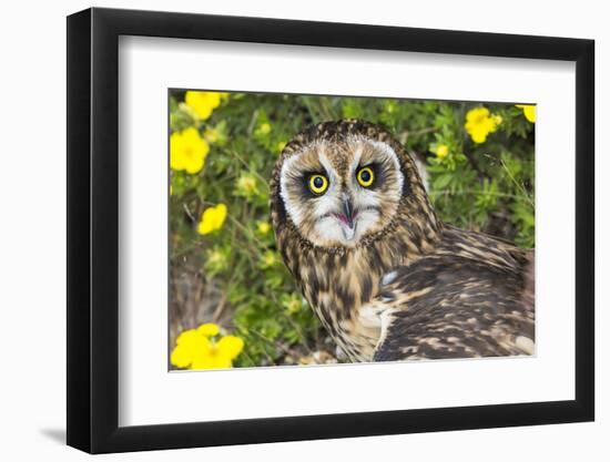 Short-Eared Owl-Lynn M^ Stone-Framed Photographic Print