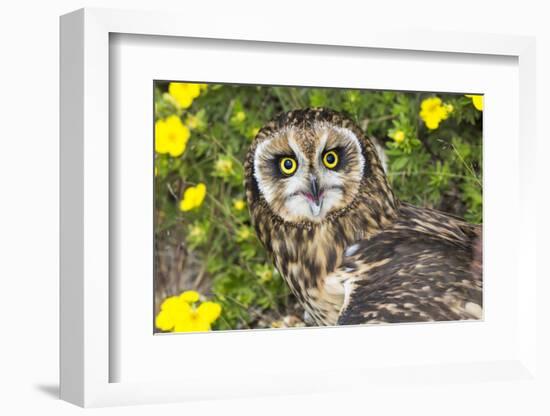 Short-Eared Owl-Lynn M^ Stone-Framed Photographic Print