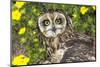 Short-Eared Owl-Lynn M^ Stone-Mounted Photographic Print