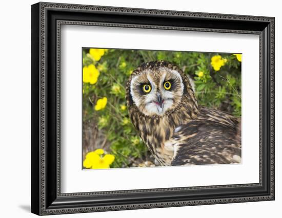 Short-Eared Owl-Lynn M^ Stone-Framed Photographic Print