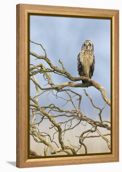 Short-eared owl-Ken Archer-Framed Premier Image Canvas