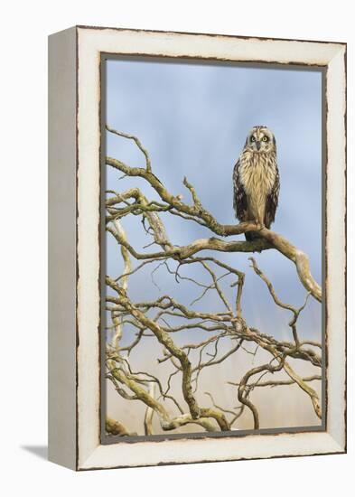 Short-eared owl-Ken Archer-Framed Premier Image Canvas
