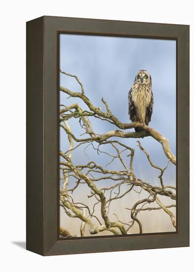 Short-eared owl-Ken Archer-Framed Premier Image Canvas