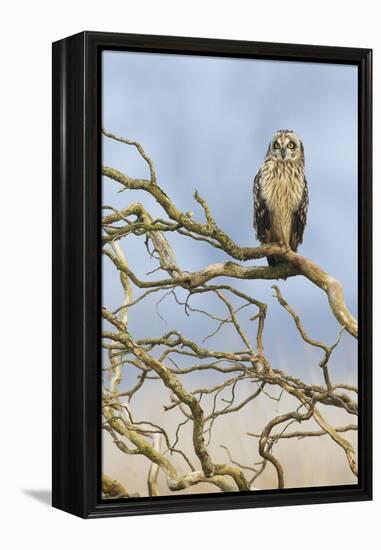 Short-eared owl-Ken Archer-Framed Premier Image Canvas