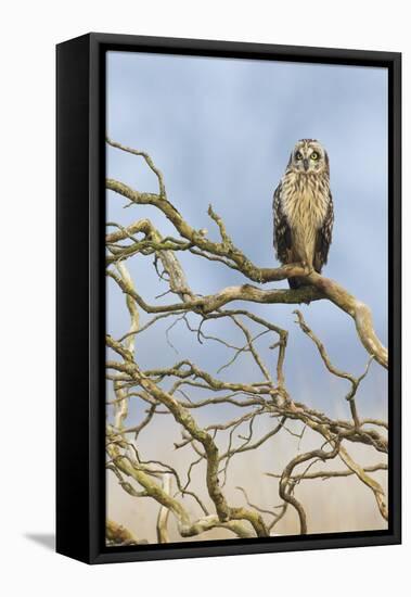 Short-eared owl-Ken Archer-Framed Premier Image Canvas