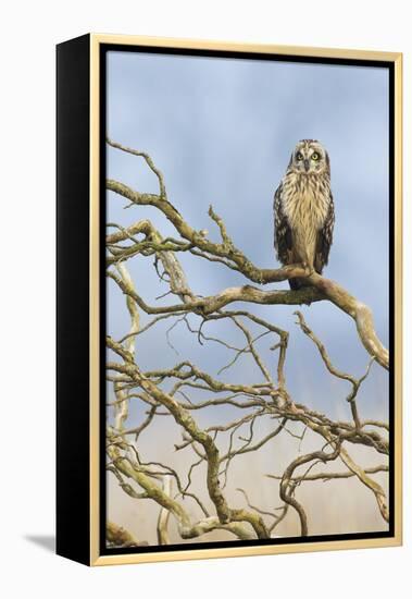 Short-eared owl-Ken Archer-Framed Premier Image Canvas