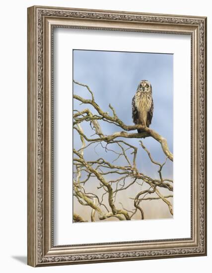 Short-eared owl-Ken Archer-Framed Photographic Print