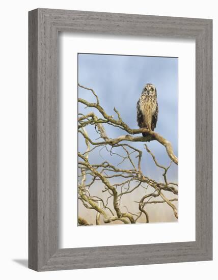 Short-eared owl-Ken Archer-Framed Photographic Print