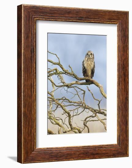 Short-eared owl-Ken Archer-Framed Photographic Print