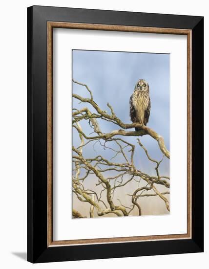 Short-eared owl-Ken Archer-Framed Photographic Print