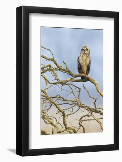 Short-eared owl-Ken Archer-Framed Photographic Print