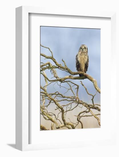 Short-eared owl-Ken Archer-Framed Photographic Print