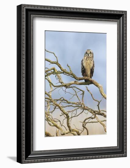 Short-eared owl-Ken Archer-Framed Photographic Print