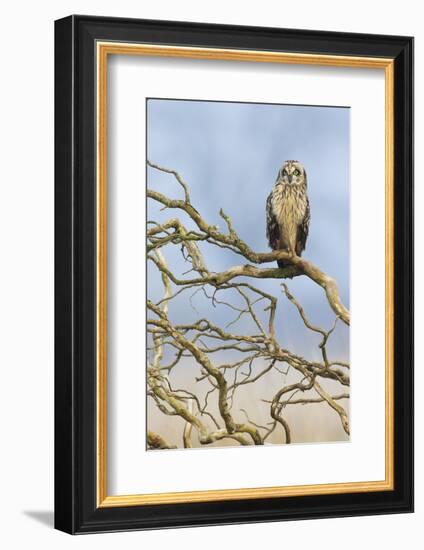 Short-eared owl-Ken Archer-Framed Photographic Print