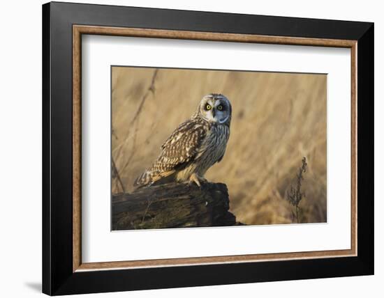 Short-eared owl-Ken Archer-Framed Photographic Print