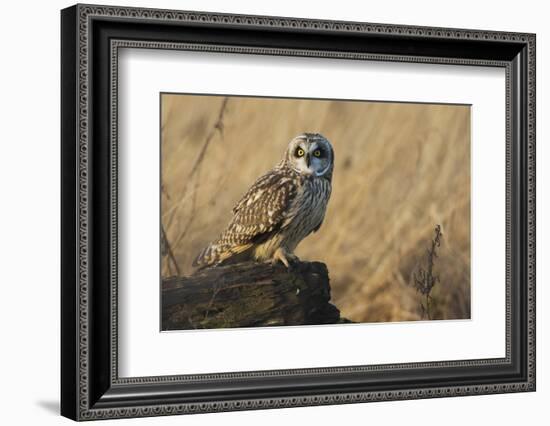 Short-eared owl-Ken Archer-Framed Photographic Print