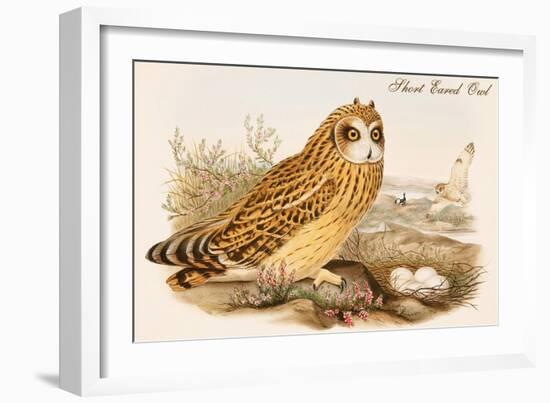 Short Eared Owl-John Gould-Framed Art Print