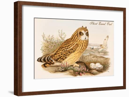 Short Eared Owl-John Gould-Framed Art Print