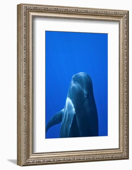 Short-Finned Pilot Whale (Globicephala Macrorhynchus) Close To The Surface-Pascal Kobeh-Framed Photographic Print