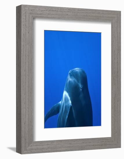 Short-Finned Pilot Whale (Globicephala Macrorhynchus) Close To The Surface-Pascal Kobeh-Framed Photographic Print