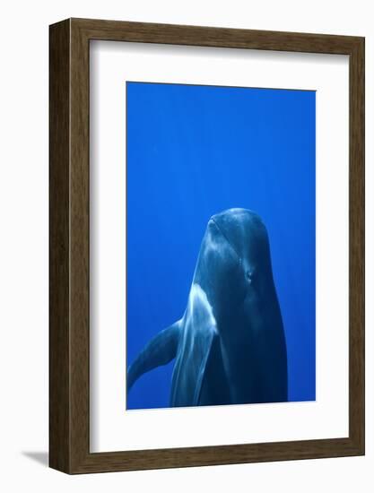 Short-Finned Pilot Whale (Globicephala Macrorhynchus) Close To The Surface-Pascal Kobeh-Framed Photographic Print