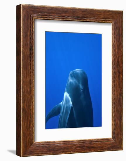 Short-Finned Pilot Whale (Globicephala Macrorhynchus) Close To The Surface-Pascal Kobeh-Framed Photographic Print