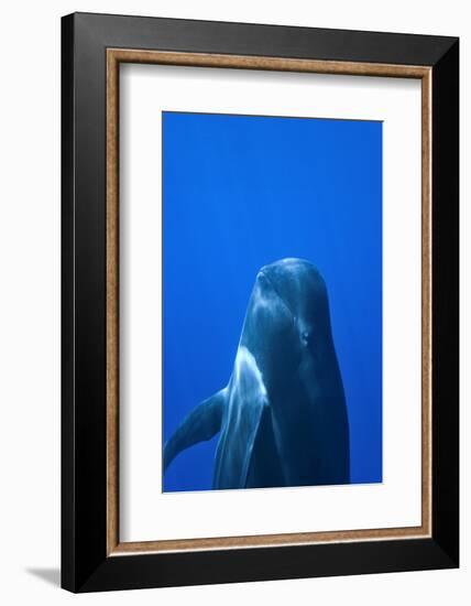 Short-Finned Pilot Whale (Globicephala Macrorhynchus) Close To The Surface-Pascal Kobeh-Framed Photographic Print