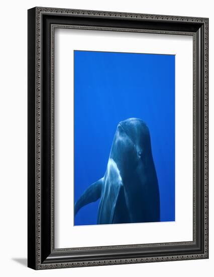 Short-Finned Pilot Whale (Globicephala Macrorhynchus) Close To The Surface-Pascal Kobeh-Framed Photographic Print