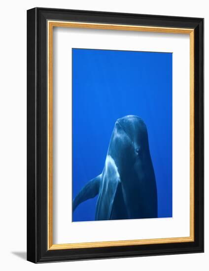 Short-Finned Pilot Whale (Globicephala Macrorhynchus) Close To The Surface-Pascal Kobeh-Framed Photographic Print